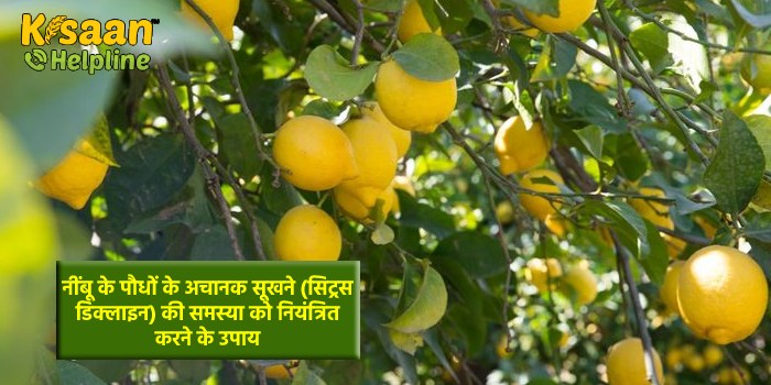 नींबू के पौधों के अचानक सूखने (सिट्रस डिक्लाइन) की समस्या को नियंत्रित करने के उपाय